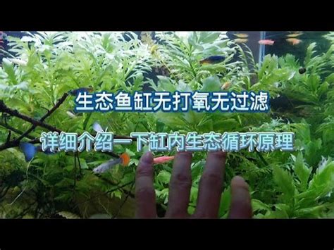 魚缸效應|魚缸理論